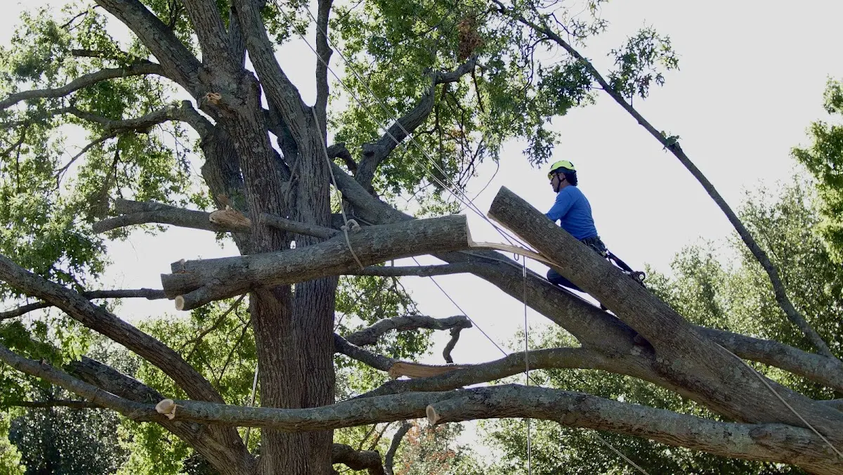 Professional Hazardous Tree Removal performed by certified arborists in Bridgeview