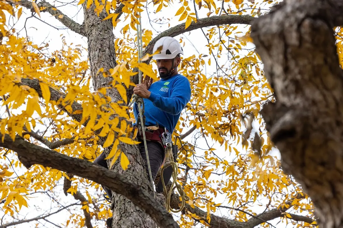 Skilled Storm Damage Cleanup crew working in Bridgeview